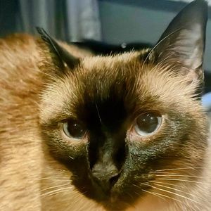 Meet your Posher, Natasha